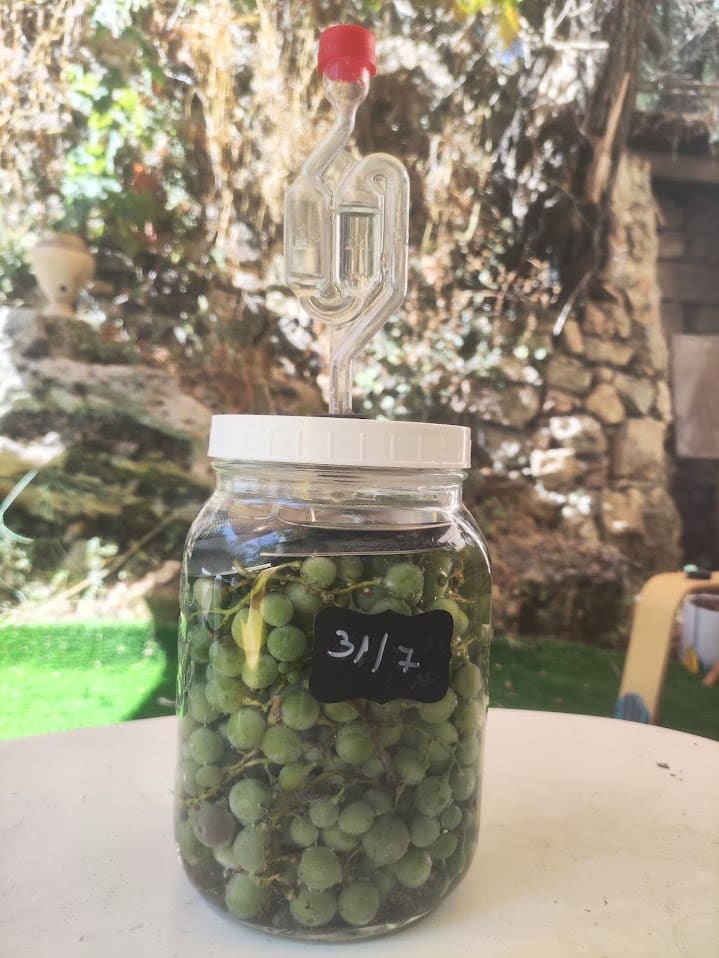 צנצנת חוסרום עם ענבי בוסר מותססים ומסתם תסיסה